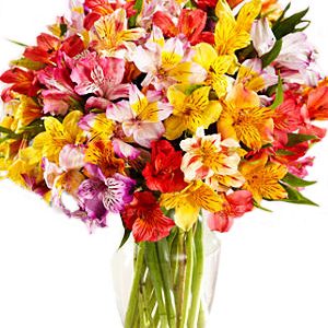 Jardín en Astromelias